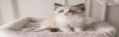 Ragdoll Kitten 7