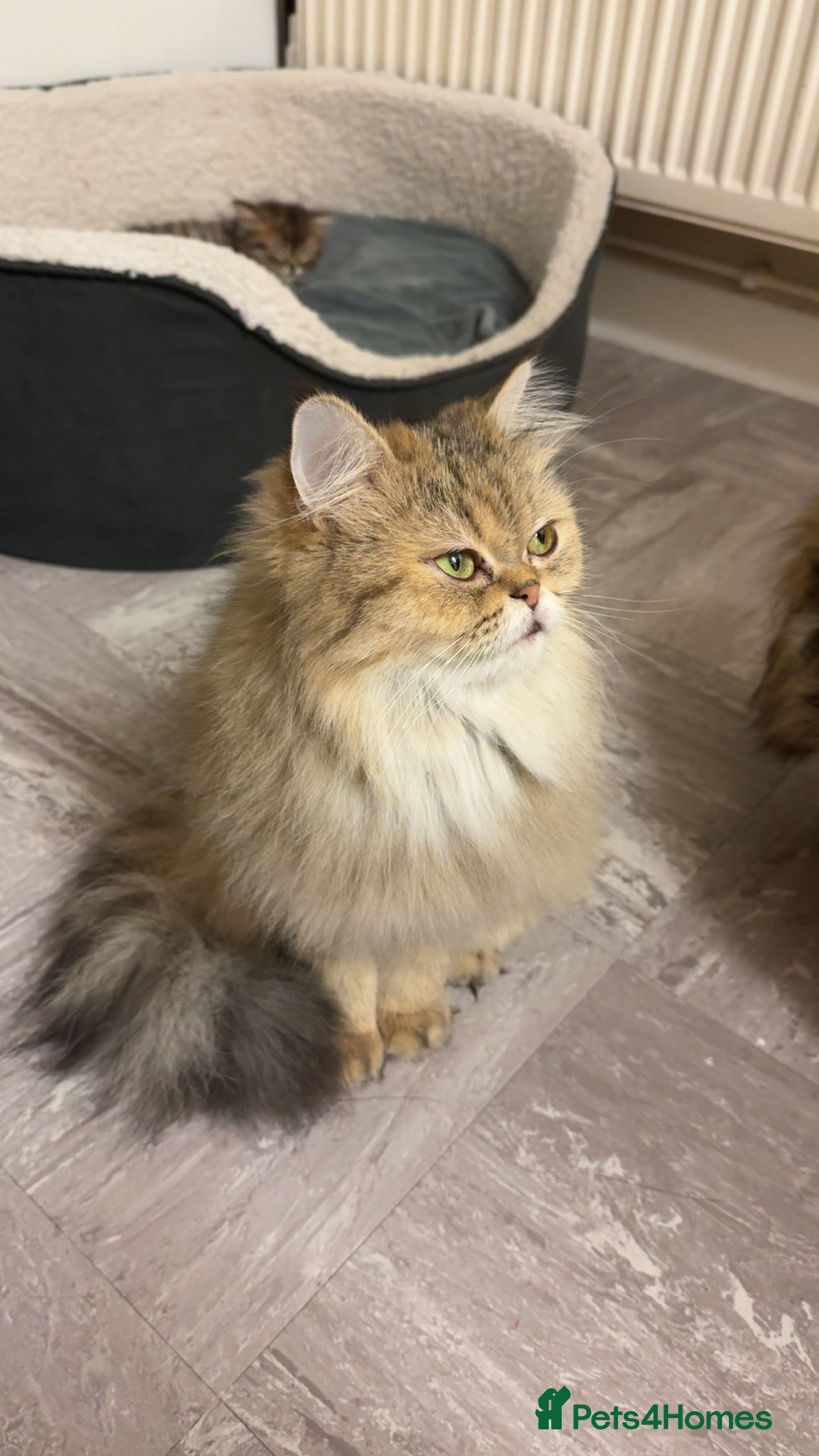 Persian cats for sale: Golden Persian Teddy Super Fluffy & Affectionate - Advert 5