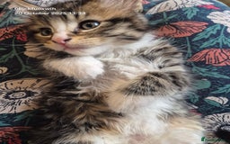 Mixed Breed cats for sale: Six beautiful and playful kittens ready Sunday! - Image 8