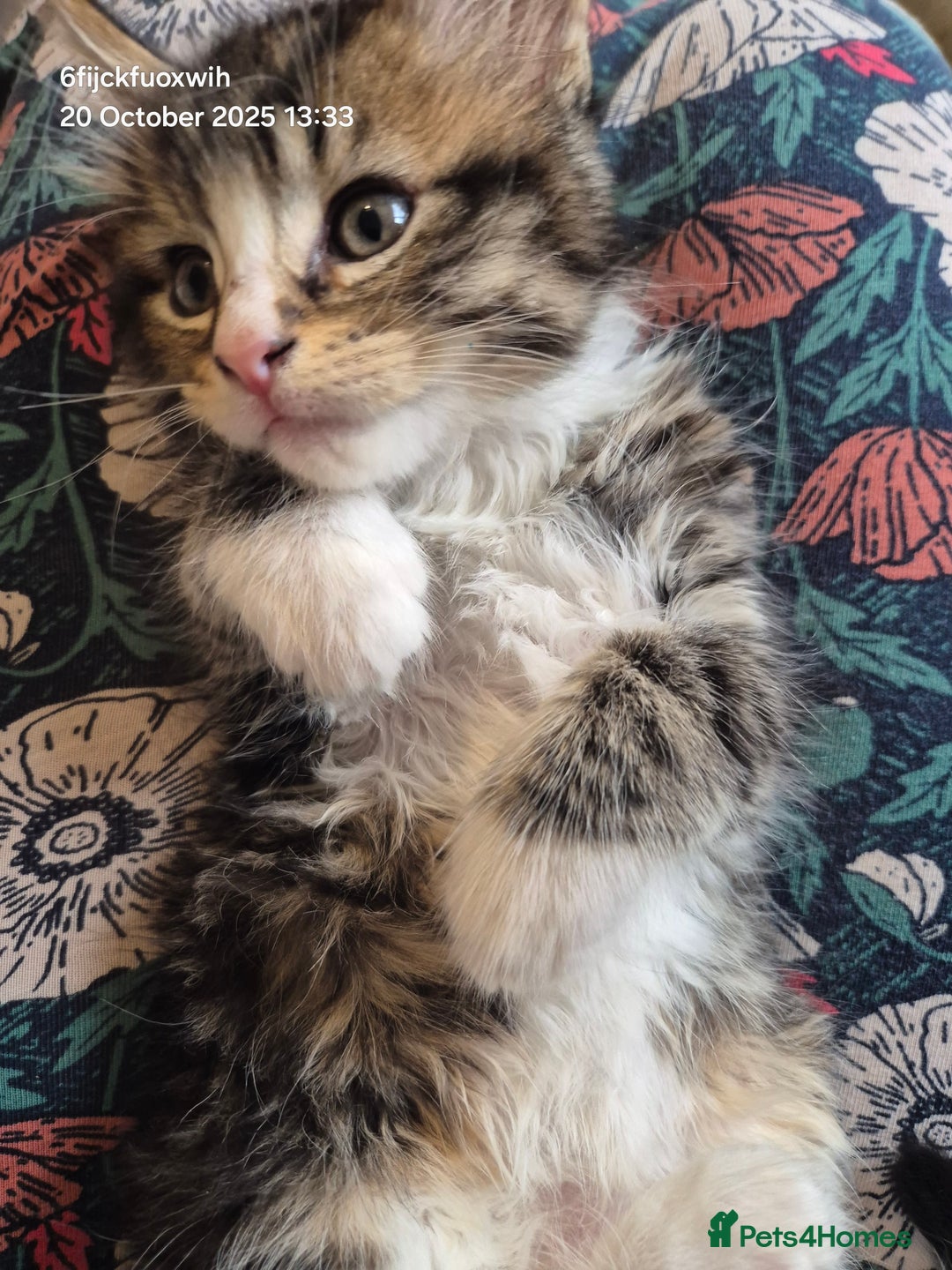 Mixed Breed cats for sale: Six beautiful and playful kittens ready Sunday! - Image 8