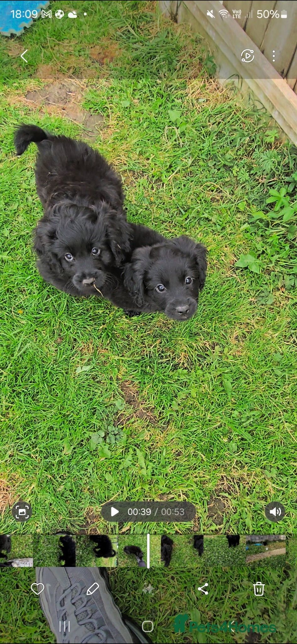 Mixed Breed dogs ONLY TWO LEFT female pomspitz x Cockerpoo Puppies  - Advert 3