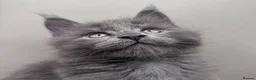 Maine Coon cats for sale: Adorable TICA  registered active Mainecoons  - Advert 6