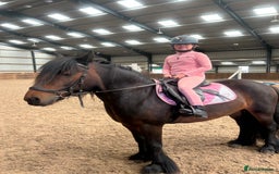 Fell horses for sale: Basil 13.2 registered fell gelding  - Image 14