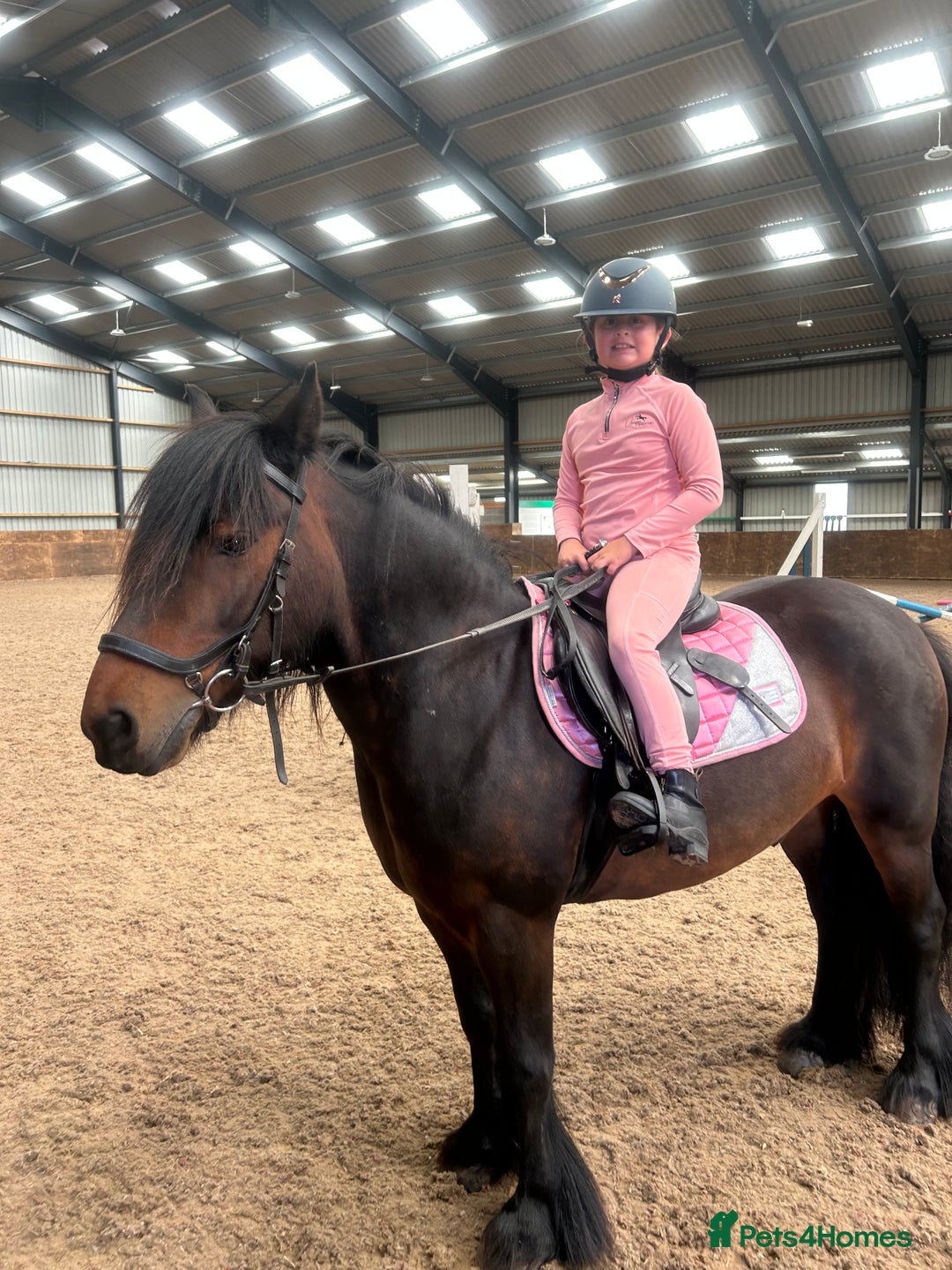 Fell horses for sale: Basil 13.2 registered fell gelding  - Image 14