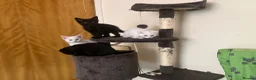 Scottish Fold cats for sale: Khao Manee & Scottish Fold kittens - Advert 17