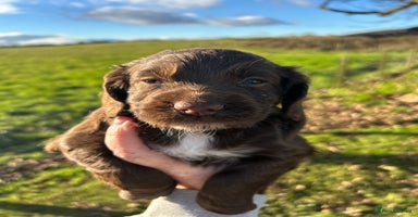 Cocker Spaniel dogs - Advert 11