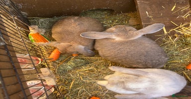 Mixed Breed rabbits - Advert 16