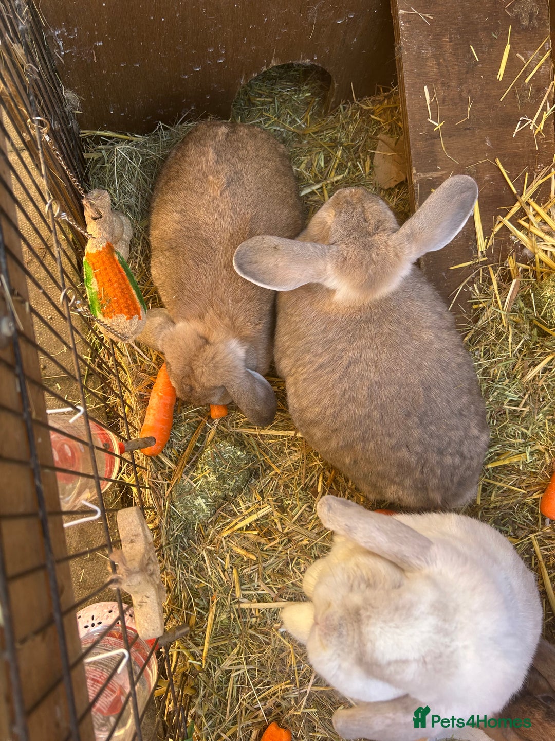 Mixed Breed rabbits for sale: Bonded family of rabbits - Image 3