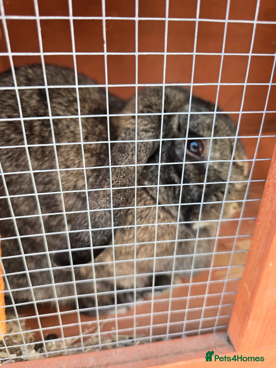 Mixed Breed rabbits for sale: Thumper the rabbit - Advert 2