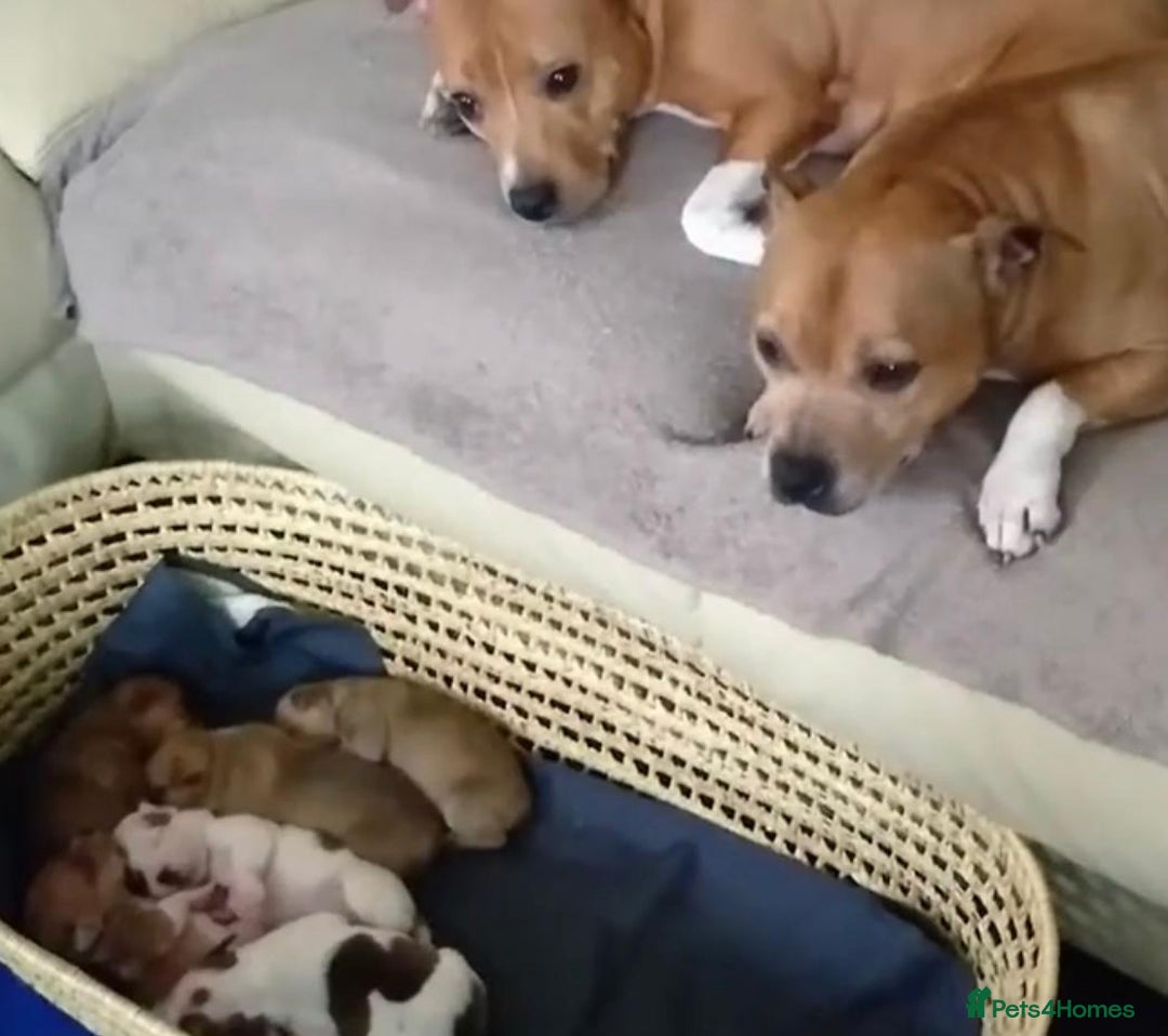 Staffordshire Bull Terrier dogs for sale: Staffordshire Puppies - Image 9