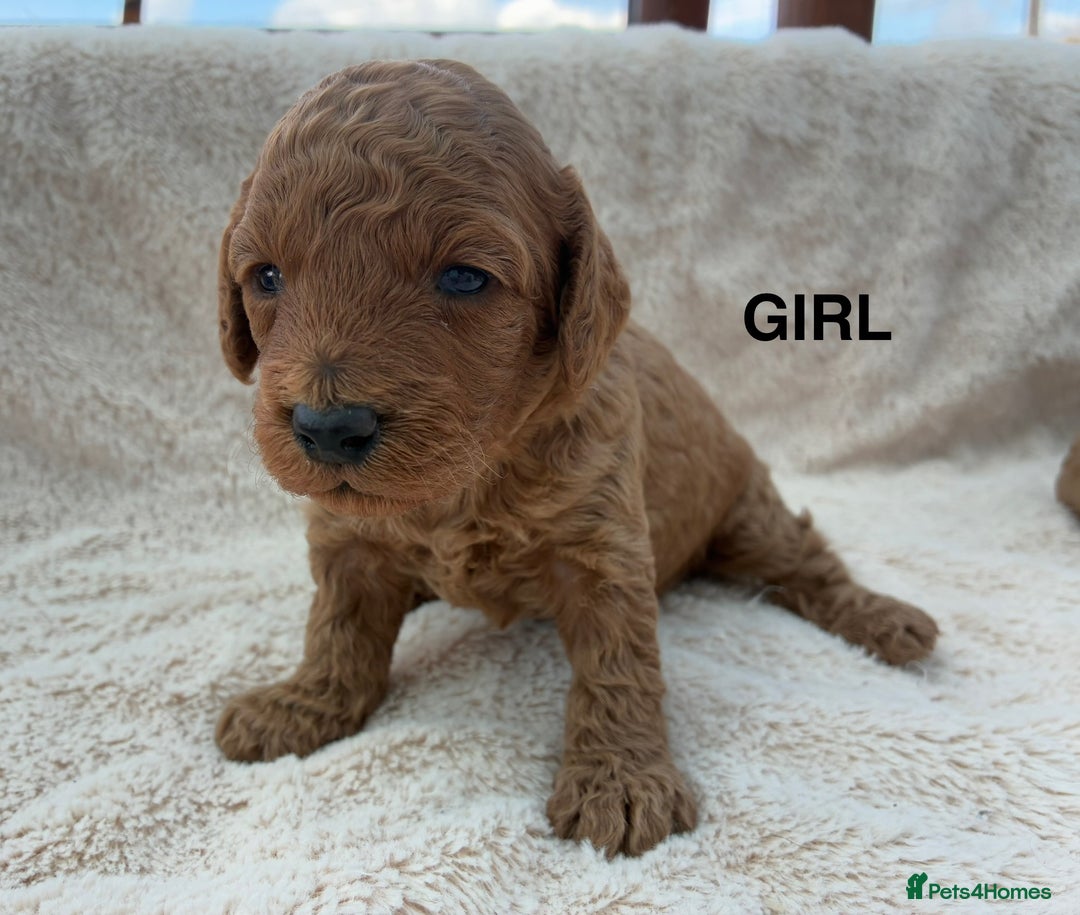 Miniature Poodle dogs for sale: Miniature Poodles  - Image 4