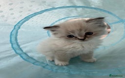 Ragdoll cats for sale: FULL PEDIGREE RAGDOLL KITTENS! READY BEFORE XMAS! - Image 6