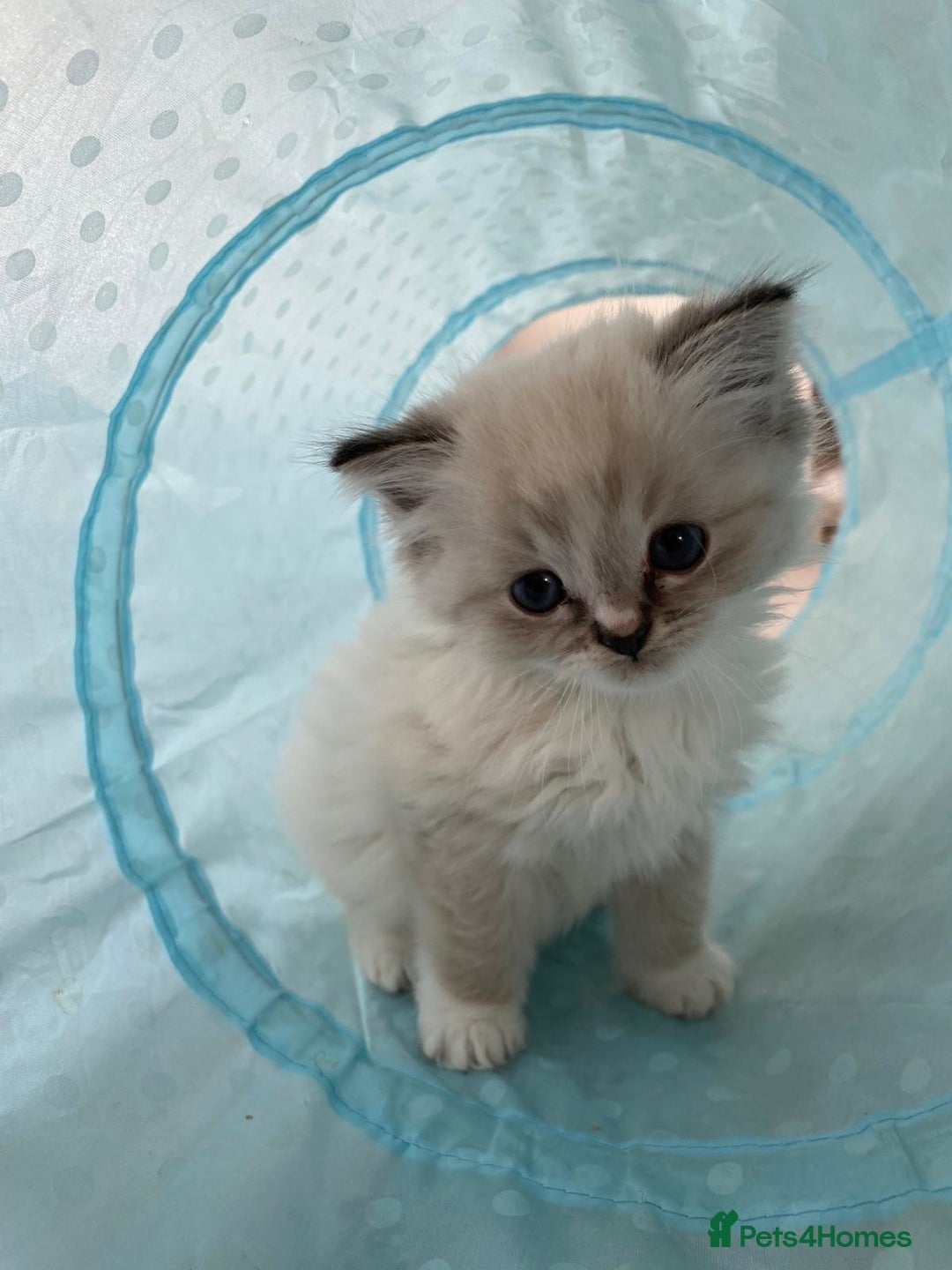 Ragdoll cats for sale: FULL PEDIGREE RAGDOLL KITTENS! READY BEFORE XMAS! - Image 6