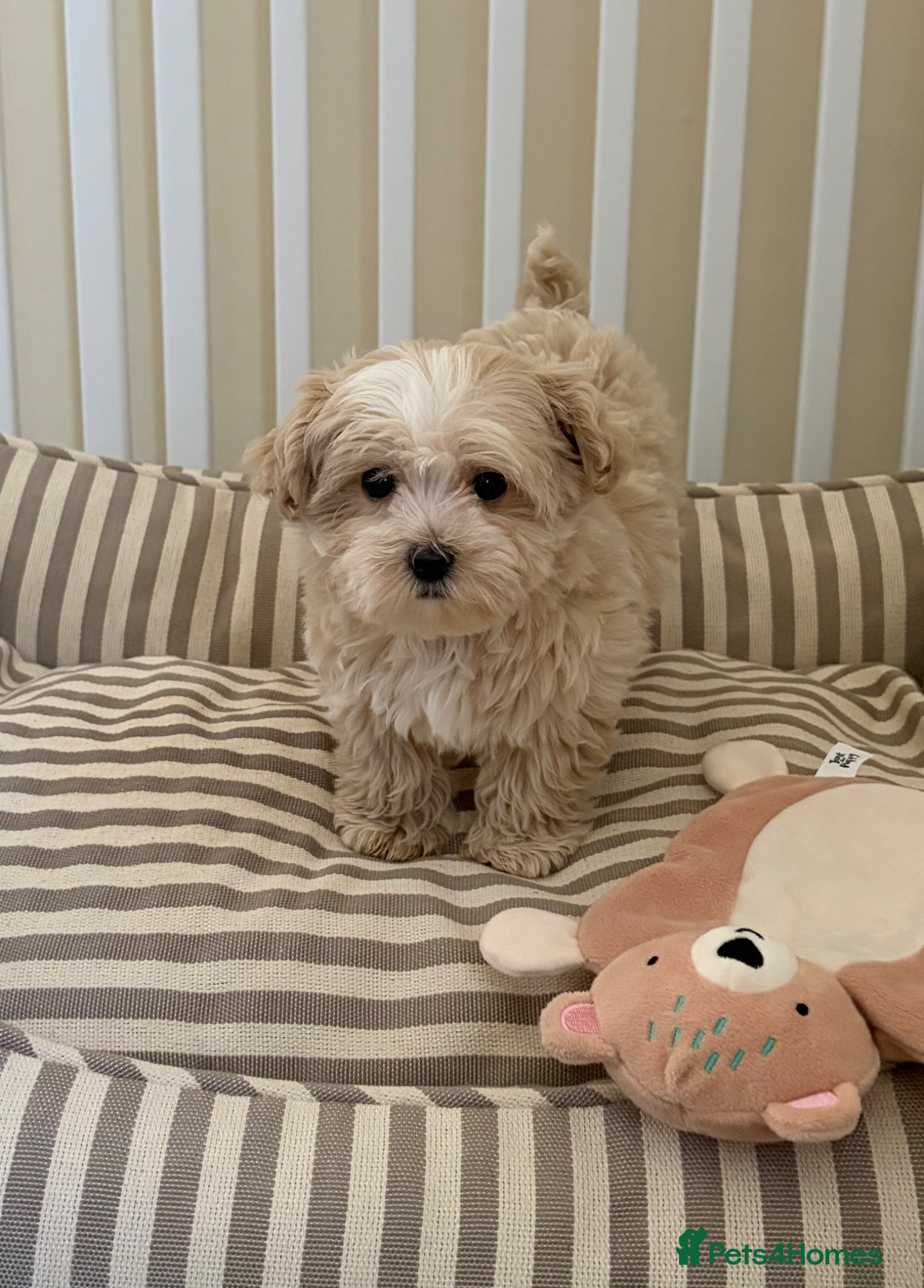 Maltipoo dogs 5🌟Korean maltipoo puppies health tested - Advert 2