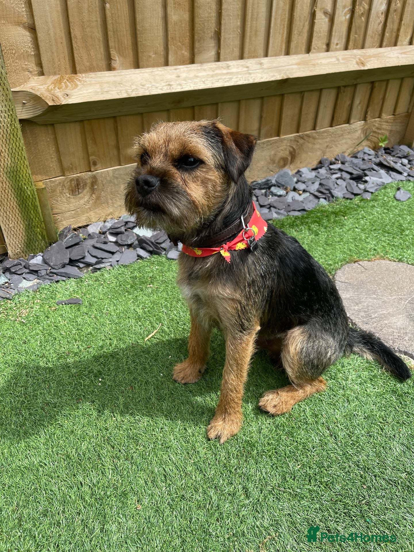 Border Terrier dogs for stud: Colin for Stud - Advert 6