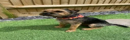 Border Terrier dogs for stud: Colin for Stud - Advert 2
