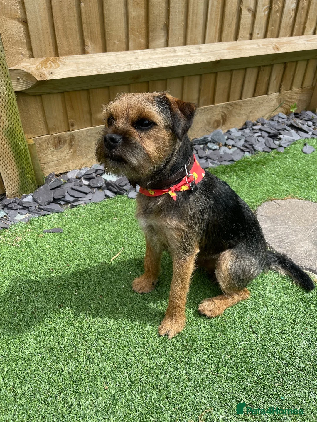 Border Terrier dogs for stud: Colin for Stud - Advert 2