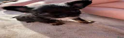 Chihuahua dogs for sale: 3 beautiful KC babies  - Advert 14