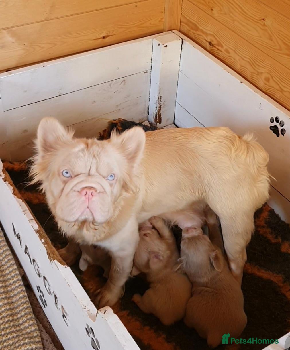 French Bulldog dogs Fluffy pink husky French bulldog  - Advert 18