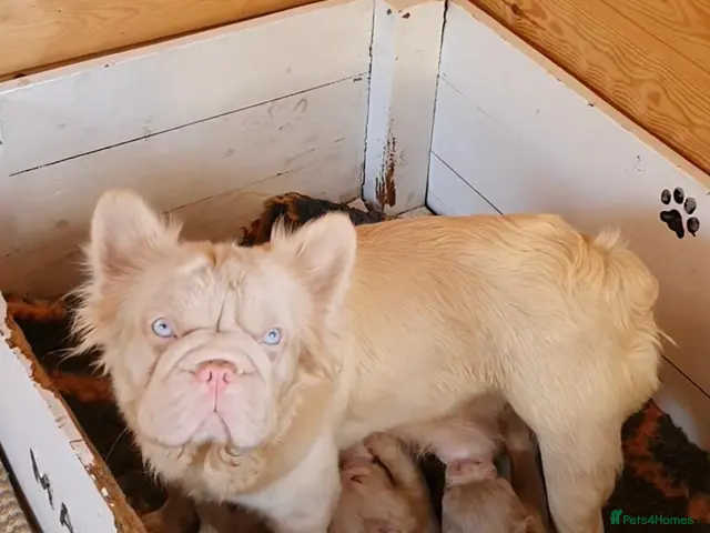 French Bulldog dogs for sale: Fluffy pink husky French bulldog - Advert 18