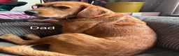 Mixed Breed dogs for sale: 9 Beautiful puppies for sale - Advert 2