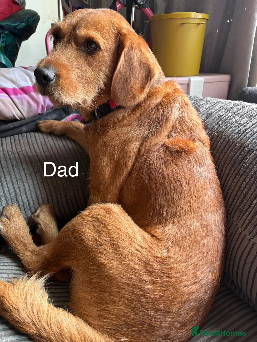 Mixed Breed dogs for sale: 9 Beautiful puppies for sale - Advert 2