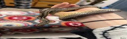 Corn Snake reptiles for sale: Stunning corn snake looking for loving home - Advert 1