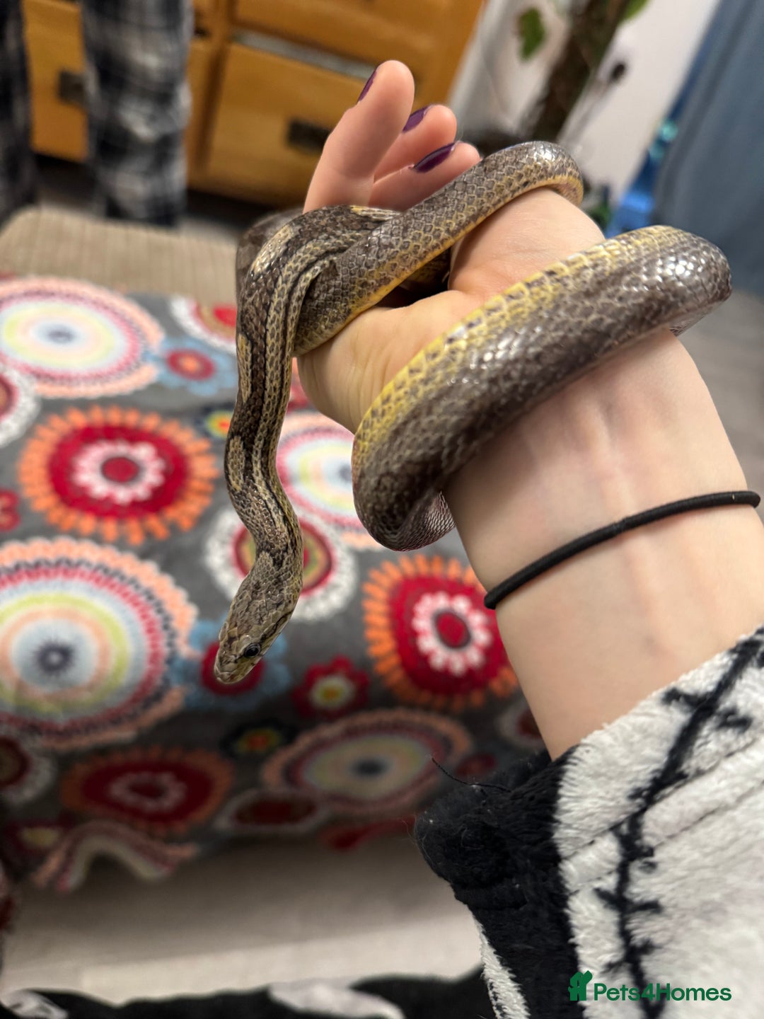 Corn Snake reptiles for sale: Stunning corn snake looking for loving home - Advert 1