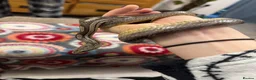 Corn Snake reptiles for sale: Stunning corn snake looking for loving home - Advert 1