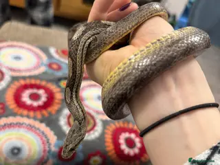 Corn Snake reptiles Stunning corn snake looking for loving home - Advert 8