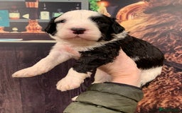 Sheepadoodle dogs for sale: Medium Sheepadoodle Puppies Available  - Image 1