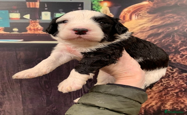 Sheepadoodle dogs - Advert 1