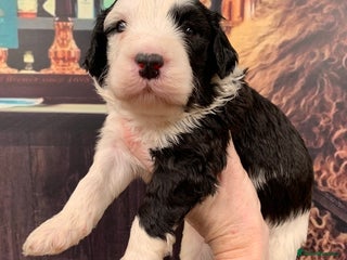 Sheepadoodle dogs - Advert 2