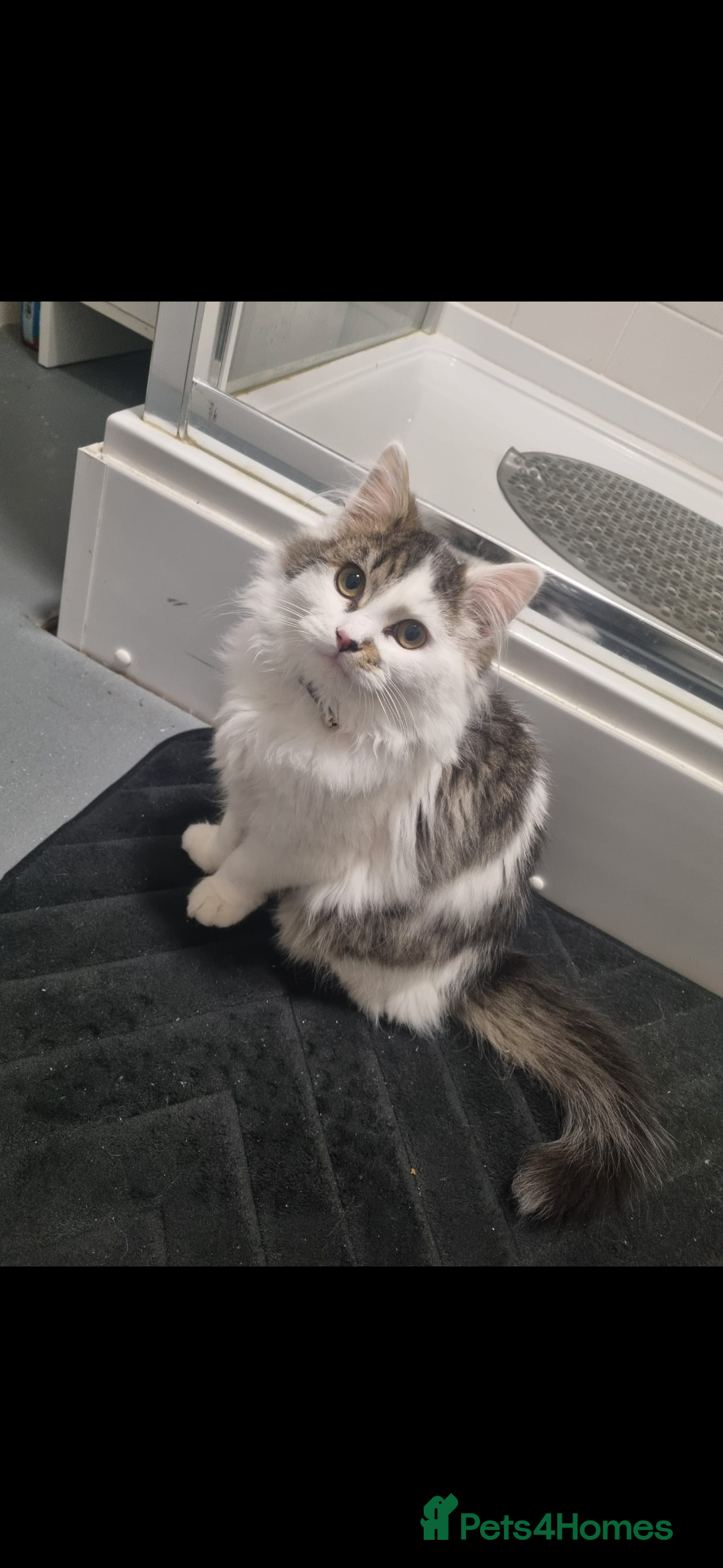 Mixed Breed cats for sale: Male mix breed  - Advert 1