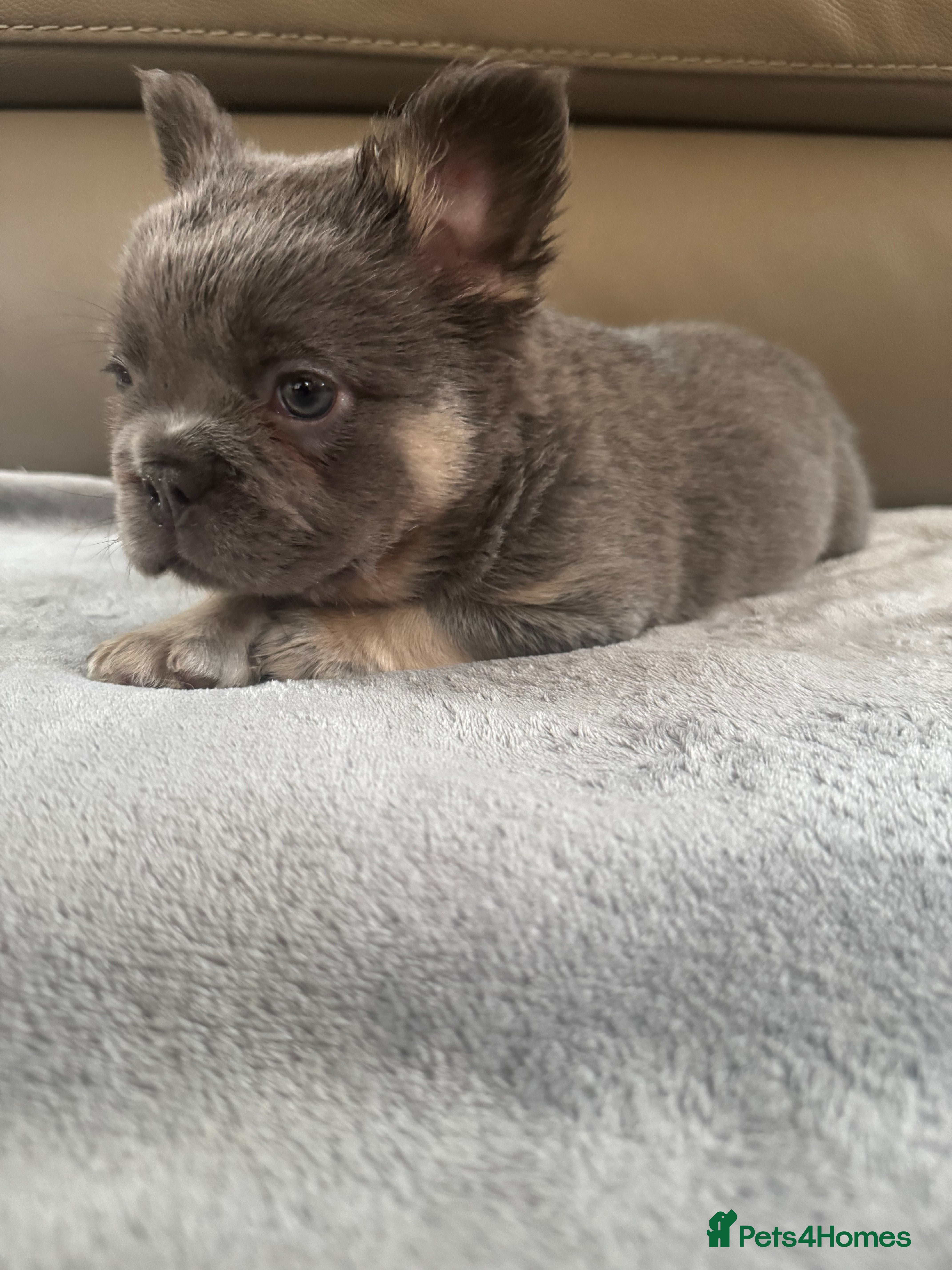 French Bulldog dogs Quality French bulldog puppies - Advert 1