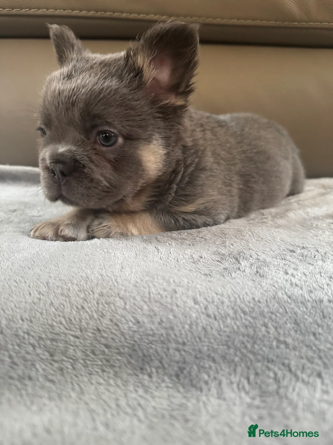 French Bulldog dogs for sale: Quality French bulldog puppies - Advert 1