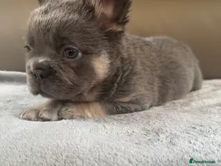 French Bulldog dogs Quality French bulldog puppies - Advert 1