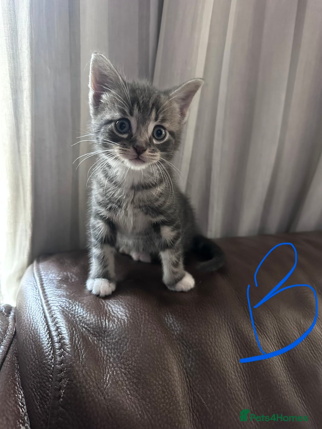 Mixed Breed cats for sale: 3 little grey cuties  - Advert 21