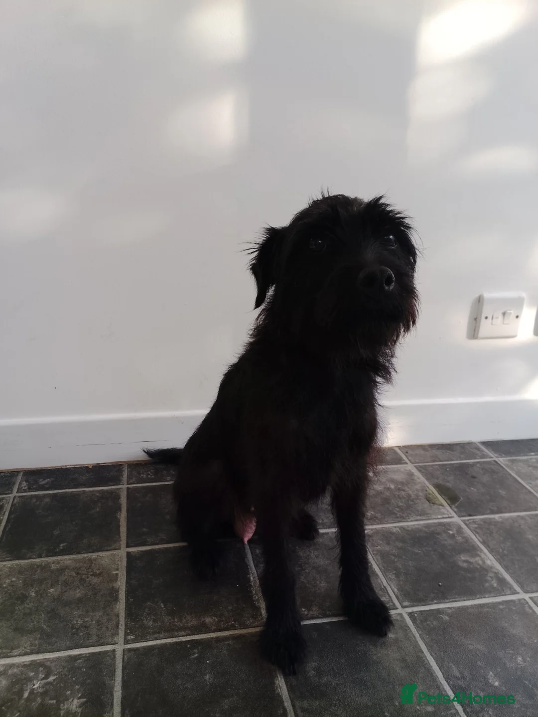 Mixed Breed dogs for sale: Italian greyhound x patterdale - Advert 20