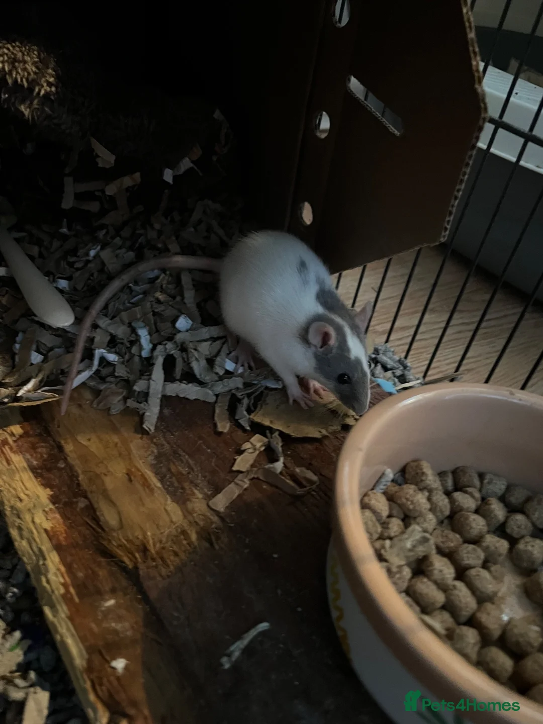 Rat rodents for sale: Female rats  in Nottingham - Advert 5