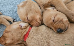 Labrador Retriever dogs for sale: Fox Red Labrador Retriever KC Registered puppies in Wetherby - Image 4