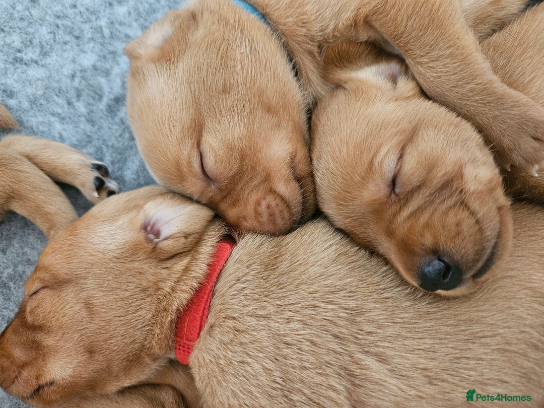 Labrador Retriever dogs for sale: Fox Red Labrador Retriever KC Registered puppies in Wetherby - Image 4