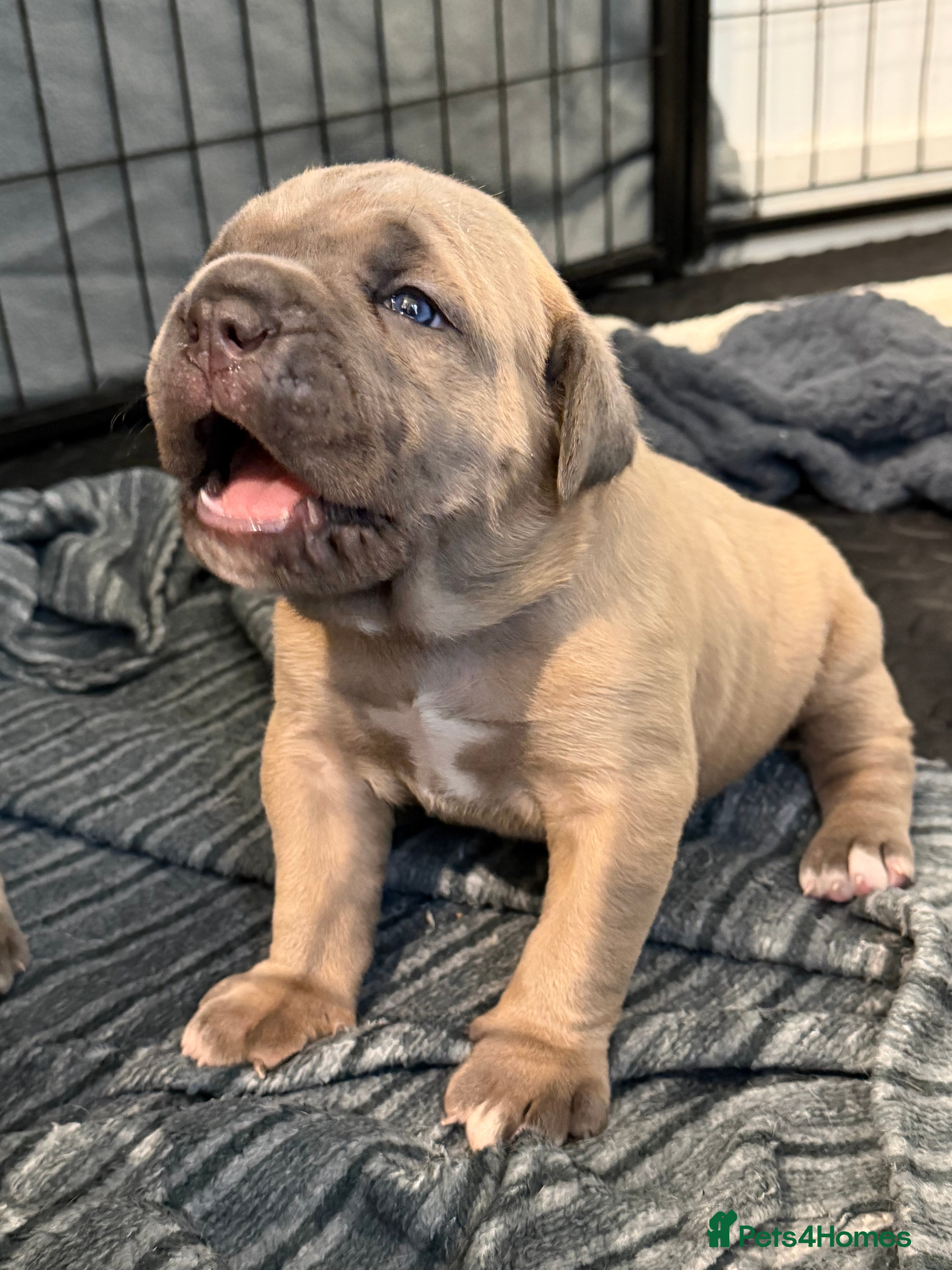 Cane Corso dogs ICCF Registered Formentino Cane Corsos  - Advert 9