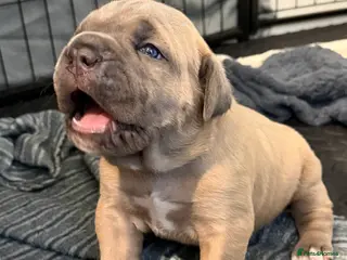 Cane Corso dogs ICCF Registered Formentino Cane Corsos - Advert 9