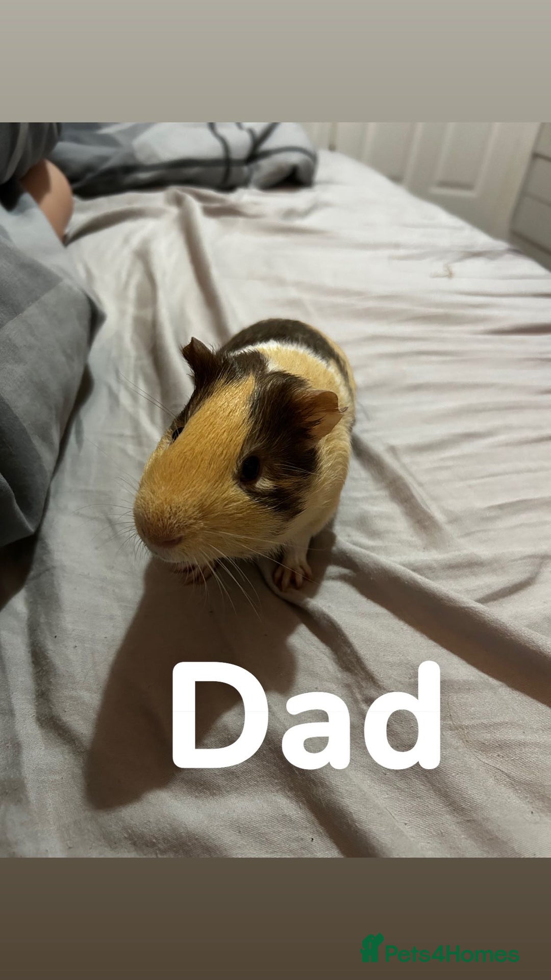 Guinea Pig rodents for sale: 1 baby boar for sale - Image 6