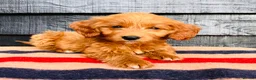 Mini Goldendoodle dogs for sale: 🧡❤️ GORGEOUS MINI GOLDENDOODLE PUPPIES ❤️🧡 - Advert 17