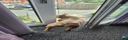 French Bulldog dogs for stud: Frank the French for Stud in Rochdale - Advert 4