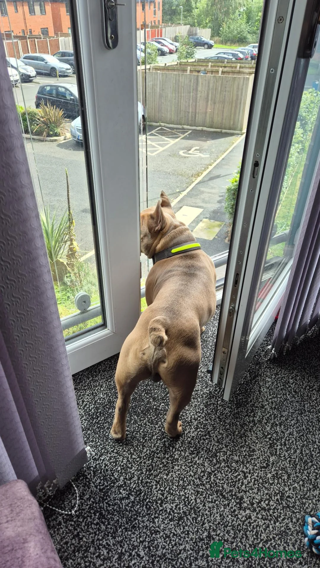 French Bulldog dogs for stud: Frank the French for Stud in Rochdale - Advert 4
