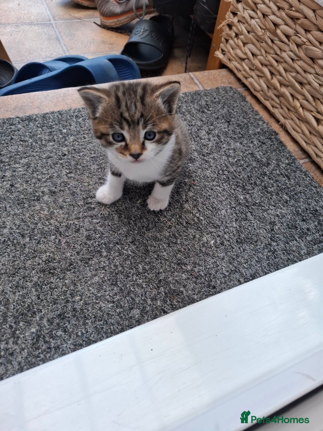 Mixed Breed cats for sale: Kittens  in Diss - Image 7
