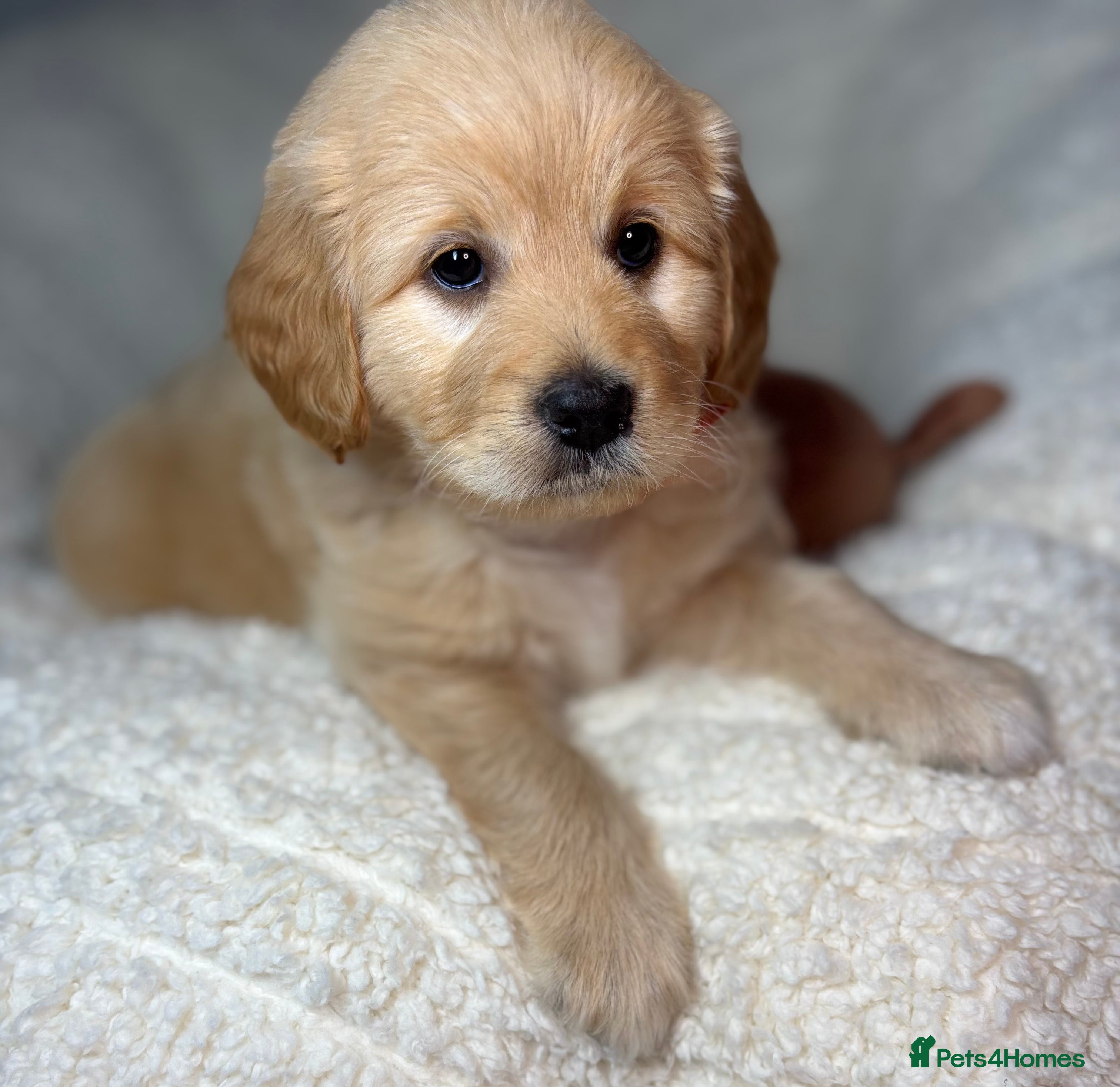 Australian Labradoodle dogs Multigen Australian Labradoodle x Goldendoodle - Advert 2